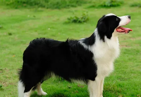 大丹犬性格 选狗要选和自己性格合适的 | 大丹犬