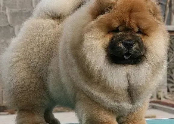 松狮犬|松狮犬患上细小好几天了，呕吐大便带血应怎样治疗