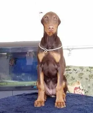 杜宾犬|可以让杜宾犬毙命的人类用药