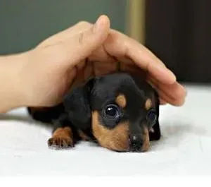 腊肠犬|腊肠犬去公园玩超级爱吃草是为什么