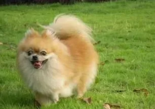博美犬最佳配种 博美交配的注意事项 | 博美