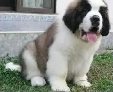 圣伯纳犬|良药苦口利于病 圣伯纳犬顺利吃药的方法有哪些