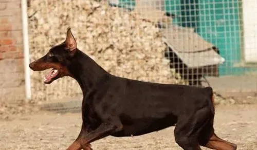 杜宾犬的标准 详细了解杜宾的各个特征 | 杜宾犬