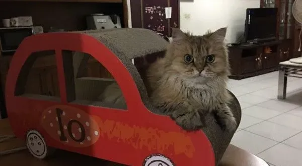 养了到招财猫咪 主人3年来财运飙升 | 猫