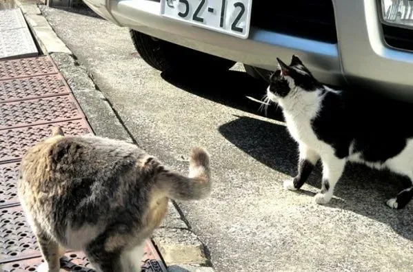 猫咪破窗而逃 主人心急寻找却发现在家门口翻滚 | 猫