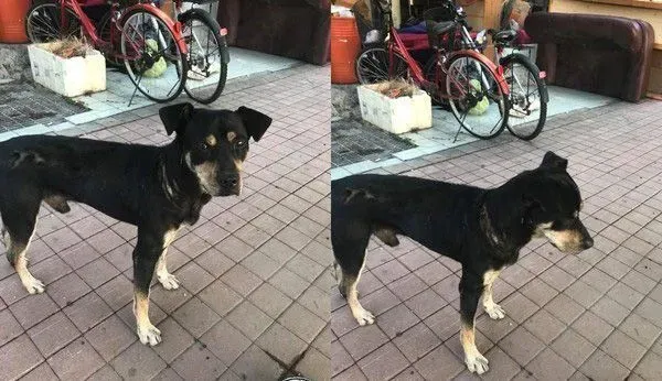 工地忠犬小黑遭遗弃 却还是回来痴痴等待工人们 | 狗