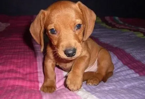 腊肠犬|空调虽好却会伤害腊肠犬的健康