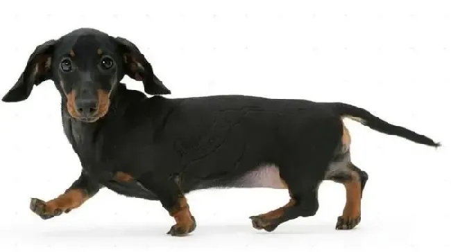 腊肠犬|腊肠犬多久驱虫一次 求高手指教