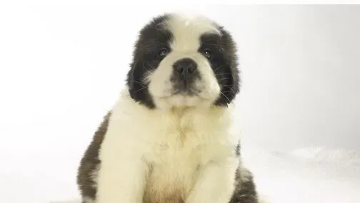 狗粮是用什么做的 劣质狗粮对狗狗身体有害 | 狗粮