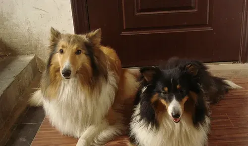 喜乐蒂牧羊犬的体重 体重多半在20公斤左右 | 喜乐蒂牧羊犬