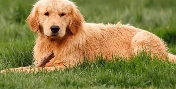 金毛|训练金毛犬学会空中接物的诀窍