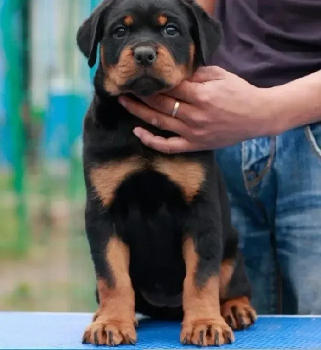 罗威纳犬|罗威纳犬在打疫苗的时候能不能驱虫