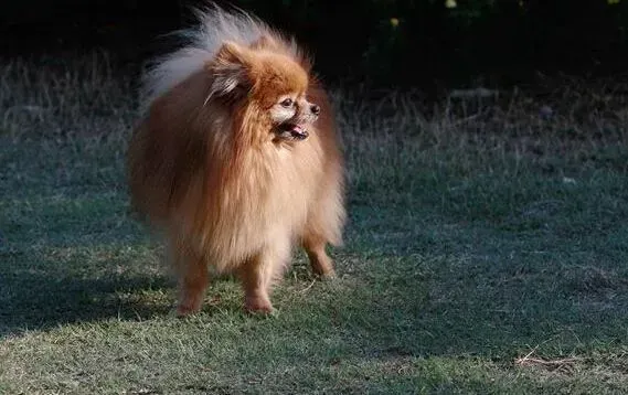 博美犬|运动的利与弊 正确认识博美犬的室外运动