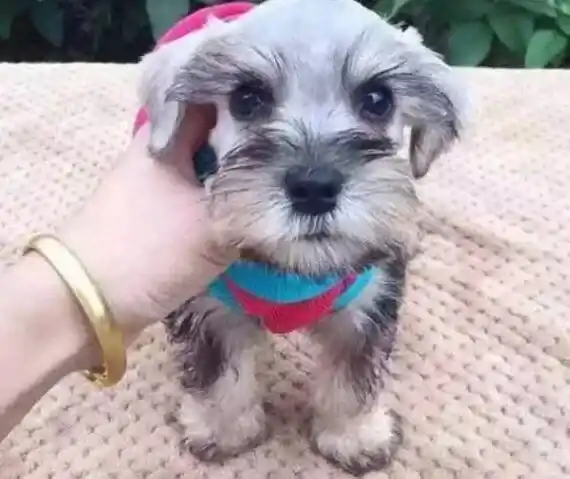 雪纳瑞|雪纳瑞犬的孕期产检以及孕期要注意的事项