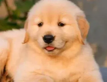 金毛|金毛犬总尿尿是不是生病了啊