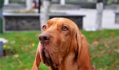 寻血猎犬能捉什么动物 用嗅觉来追踪猎物 | 寻血猎犬