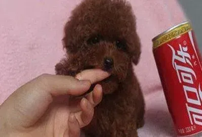 贵宾犬|怎么样训练才能让贵宾犬听主人的指令