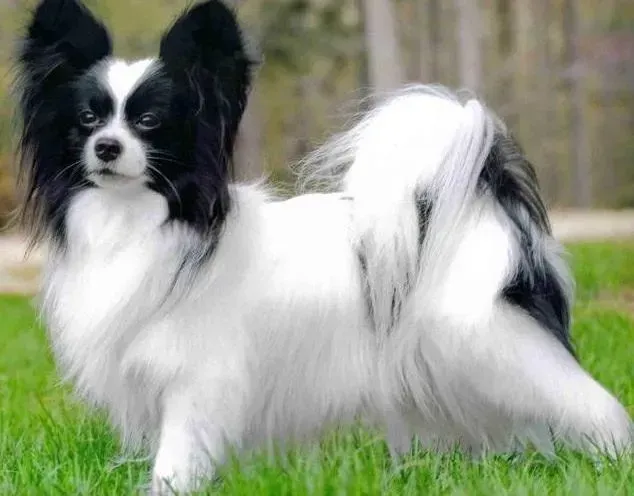 蝴蝶犬|蝴蝶犬吃肝脏要控制好量
