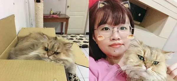 养了到招财猫咪 主人3年来财运飙升 | 猫