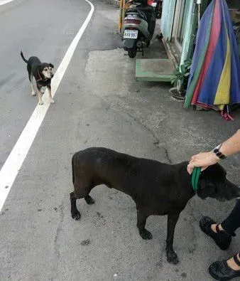 务必系狗链！勿疏纵自家毛孩趴趴走 否则恐将触法