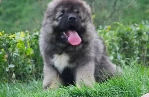 高加索犬|怎样做好对高加索犬的孕期护理工作
