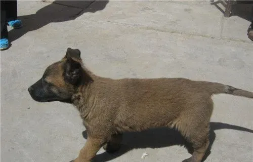 比利时牧羊犬耳朵多大竖起来 一般八个月左右立耳 | 比利时牧羊犬