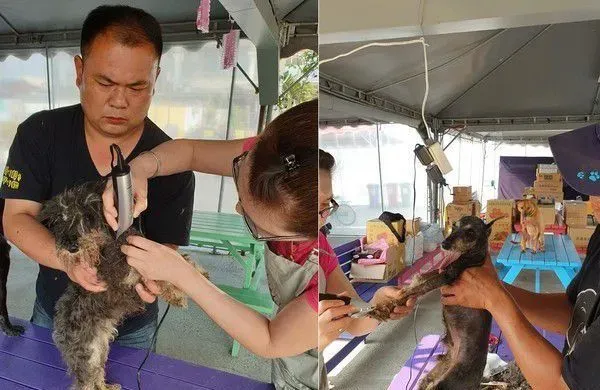 浪汪下颚断裂腐烂 连吃进一颗饲料都是难事 | 狗