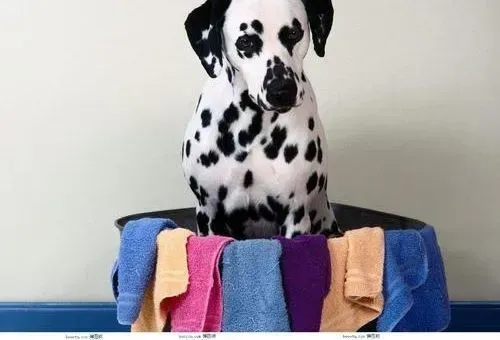 斑点狗|斑点狗吃完骨头后拉血了怎么办