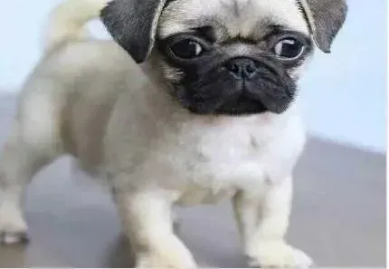 巴哥犬|巴哥犬最近老是喘的厉害是生病了吗