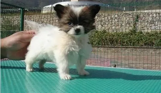 蝴蝶犬|引起蝴蝶犬上吐下泻的五个原因
