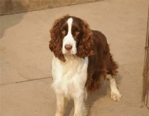 史宾格犬咬人吗 史宾格犬一般情况不会咬人 | 史宾格犬