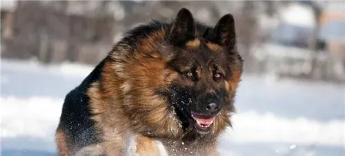 德国牧羊犬如何喂养 一般来说每天最好喂2次 | 德国牧羊犬
