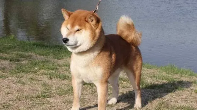 柴犬多大换牙 柴犬换牙需要注意的事项有很多 | 柴犬