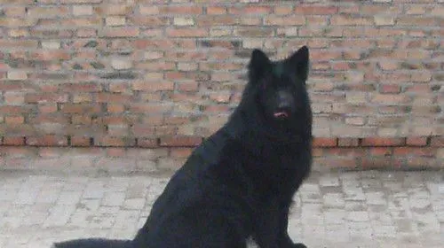 比利时牧羊犬幼犬喂养 不能吃太咸的东西 | 比利时牧羊犬