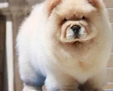 松狮犬|松狮犬的毛发越来越短如何让它毛发长长
