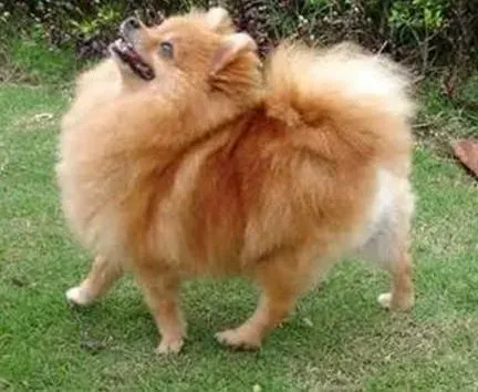 博美犬|走出思维的误区 饲养博美犬要避免哪些错误