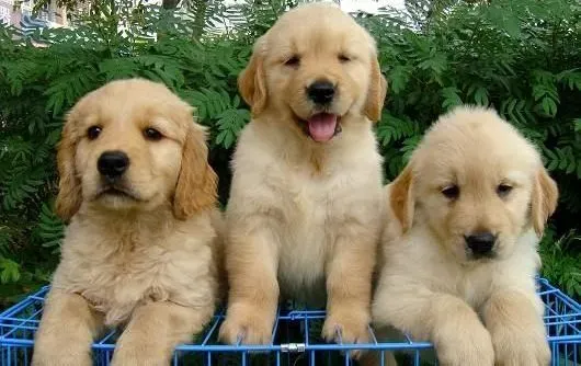 金毛|怎样喂养金毛犬才是最健康的