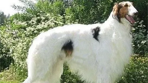 苏俄猎狼犬寿命 苏俄猎狼犬的寿命是10到12年 | 苏俄猎狼犬