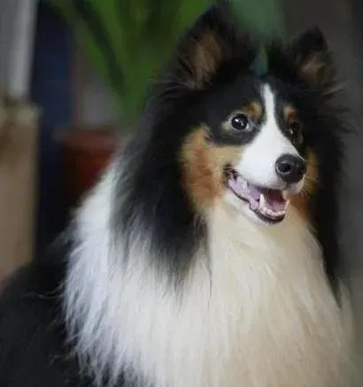 喜乐蒂|六个月的喜乐蒂犬换牙期间应注意些什么，求答案