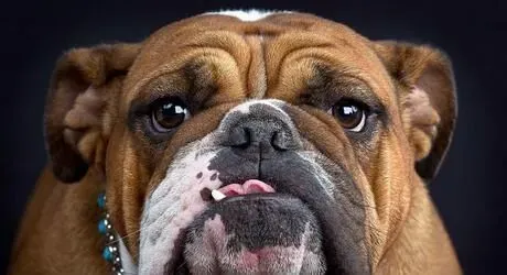 英国斗牛犬能看家吗 是一位优秀的看守犬 | 英国斗牛犬