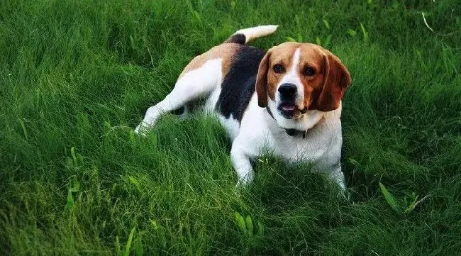 比格犬|比格犬不喝酸奶，只喜欢喝牛奶好么