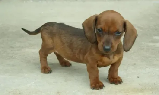 腊肠犬|为什么训练腊肠犬总是不成功