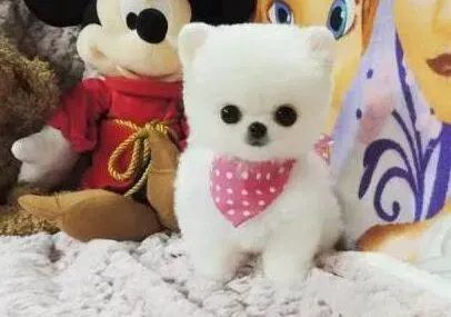 博美犬|博美犬又吐又拉得了胃肠炎，请问医生怎么治疗