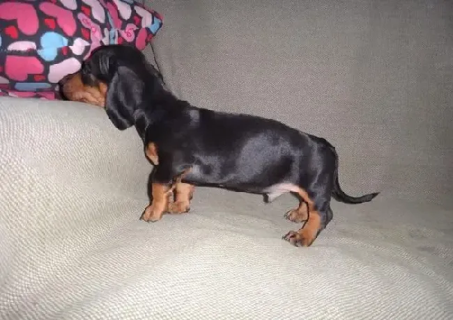 腊肠犬|腊肠犬的耳朵有溃脓的情况怎么医治