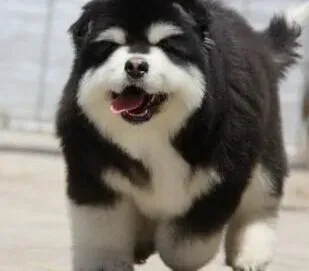 阿拉斯加犬|阿拉斯加雪橇犬不愿意洗澡该怎么办