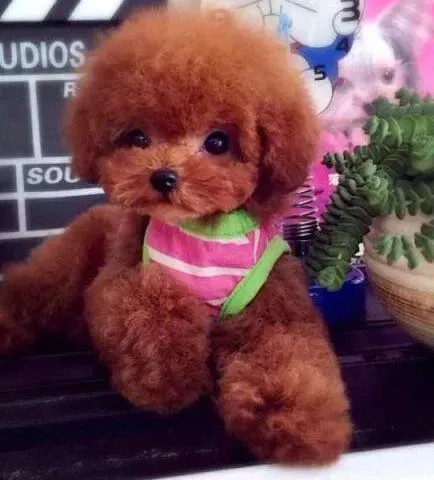 贵宾犬|贵宾犬应该什么时候可以驱虫 求解答