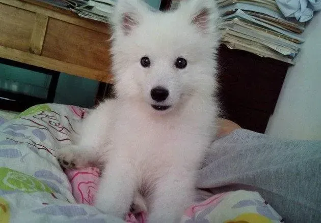 银狐犬|养银狐犬可以学习这些套路