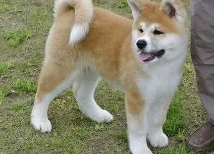 秋田犬|秋田犬需要哪些最合理的营养