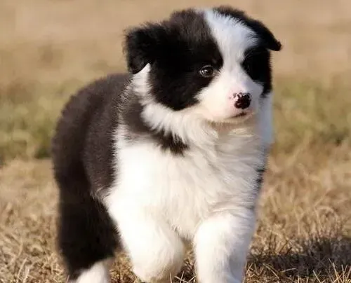 边境牧羊犬|边境牧羊犬可不可以长期吃馒头