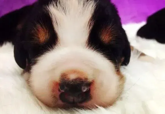 伯恩山犬|伯恩山犬做绝育手术的三大好处